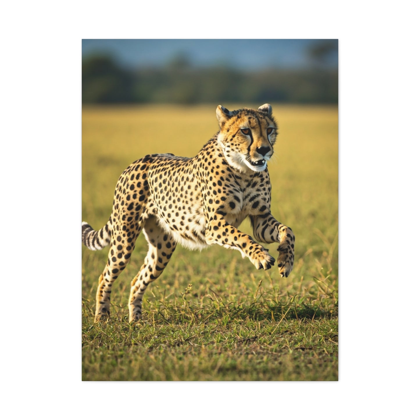 African Sunset Baobab Trail Wall Art & Canvas Prints