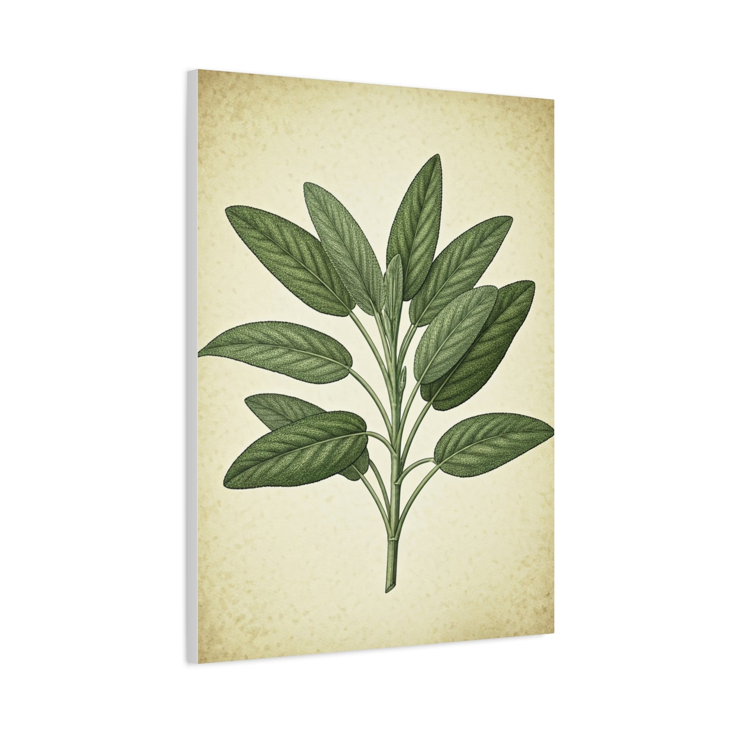 Sage Leaf Medicinal Illustration Wall Art & Canvas Prints