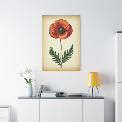 Poppy Flower Vintage Study Wall Art & Canvas Prints