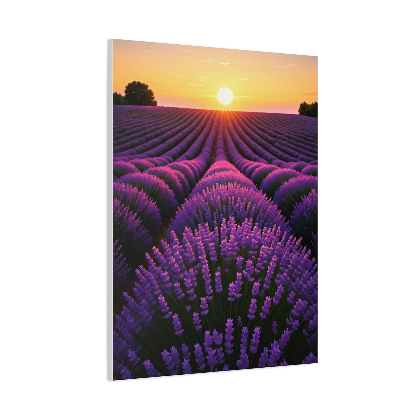 Lavender Fields at Sunset Wall Art & Canvas Prints