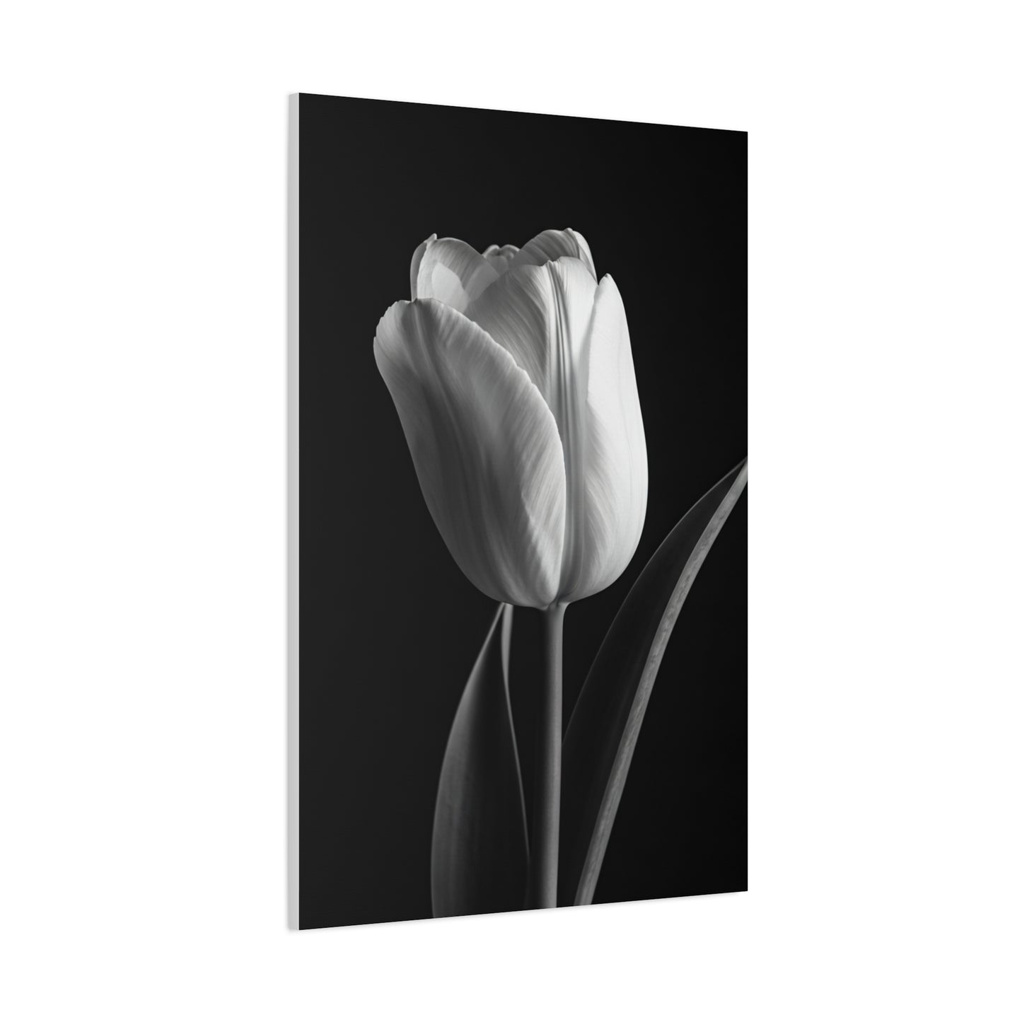 Single Tulip Elegance Monochrome Wall Art & Canvas Prints