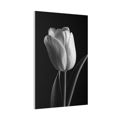 Single Tulip Elegance Monochrome Wall Art & Canvas Prints