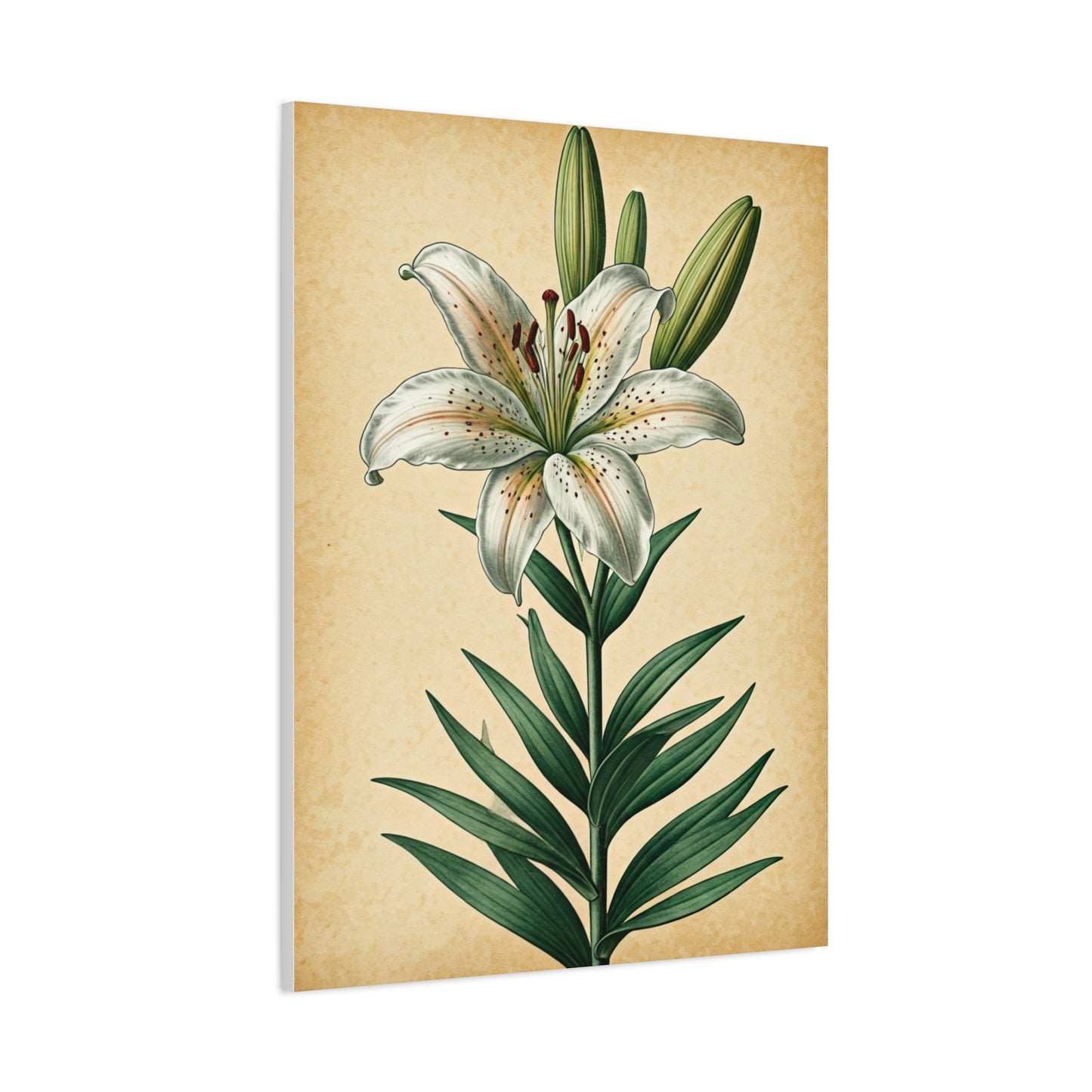 Lily Blossom Illustration Wall Art & Canvas Prints