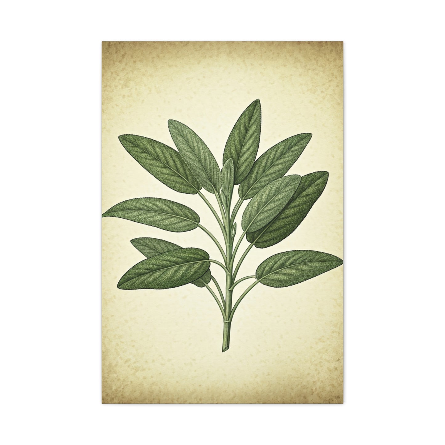 Sage Leaf Medicinal Illustration Wall Art & Canvas Prints