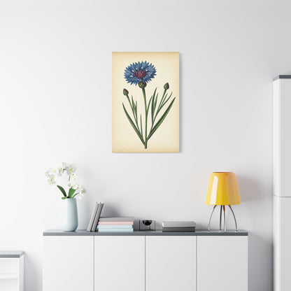 Cornflower Wildflower Illustration Wall Art & Canvas Prints