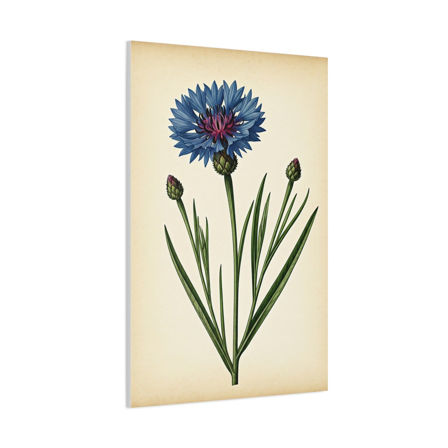 Cornflower Wildflower Illustration Wall Art & Canvas Prints