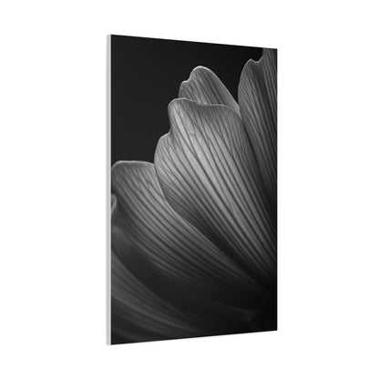 Sculpted Daffodil Bloom Study Wall Art & Canvas Prints