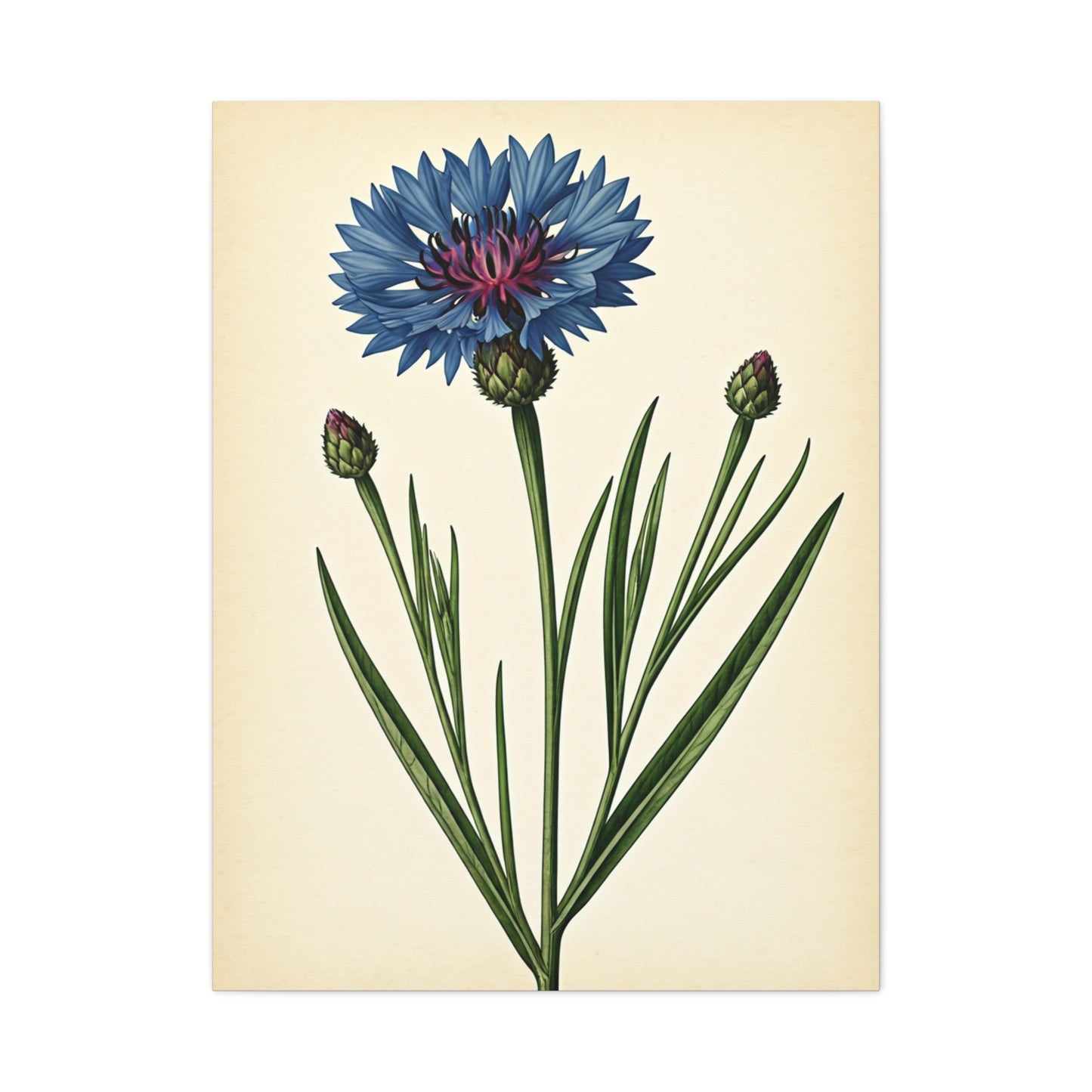 Cornflower Wildflower Illustration Wall Art & Canvas Prints