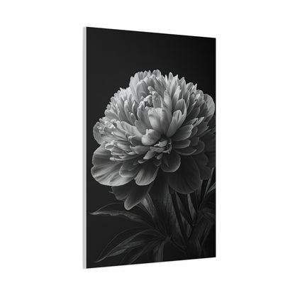 Midnight Peony Elegance Wall Art & Canvas Prints