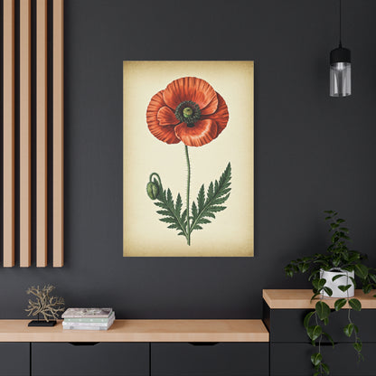 Poppy Flower Vintage Study Wall Art & Canvas Prints